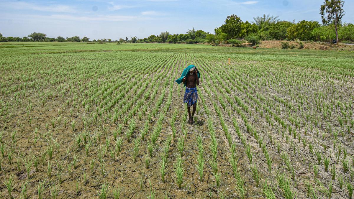 India faces record low August rains, threatening summer crops